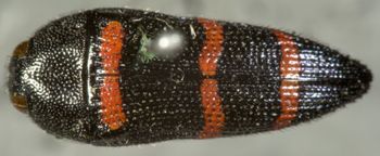 Media type: image;   Entomology 7141 Aspect: habitus dorsal view